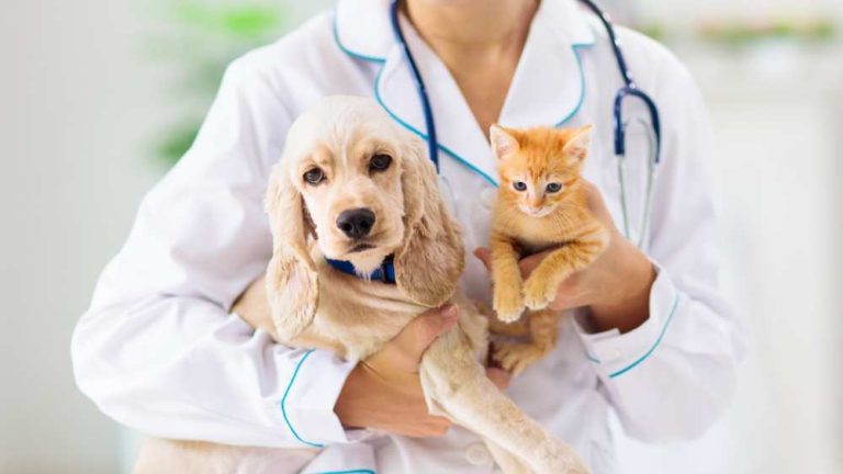 ¿Cuáles son las vacunas obligatorias para los perros y los gatos en España?